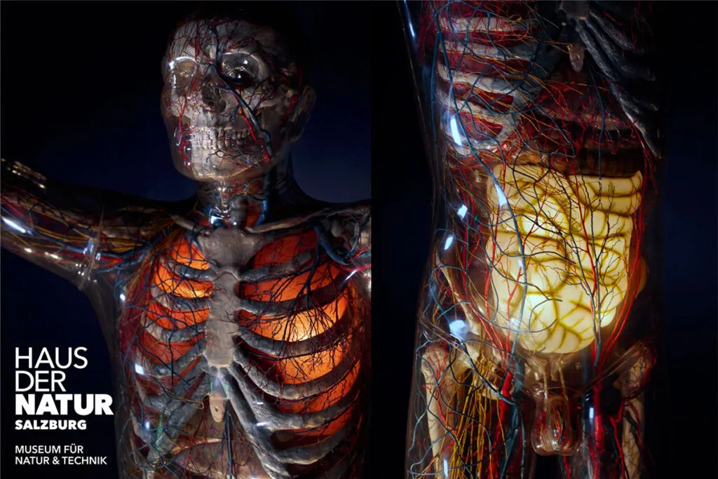 Dreharbeiten zum Film "Der Gläserne Mensch" für die Sonderausstellung 100 Jahre Haus der Natur.